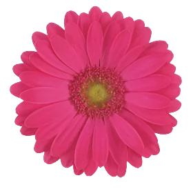 GERBERA - HOT PINK