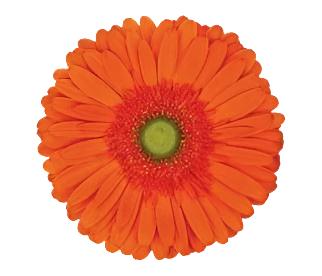 GERBERA - ORANGE