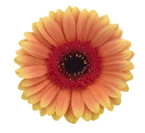 GERBERA - PEACH