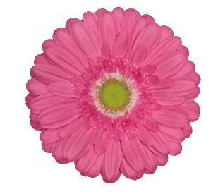 GERBERA - PINK