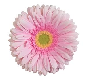 GERBERA - PINK