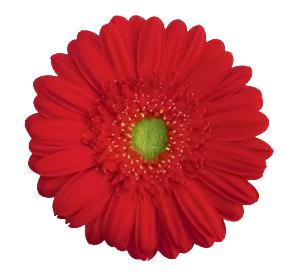 GERBERA - RED