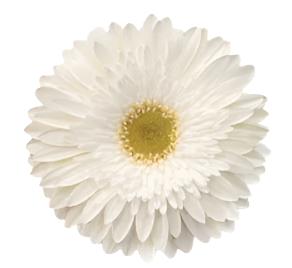 GERBERA - WHITE