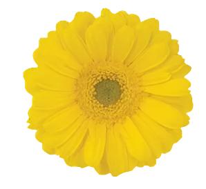 GERBERA - YELLOW