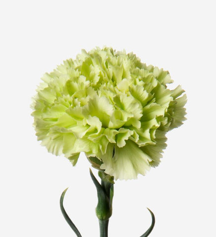 CARNATION - GREEN