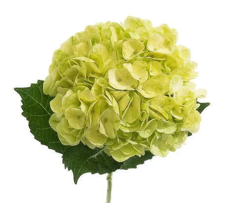 HYDRANGEA - LEMON GREEN