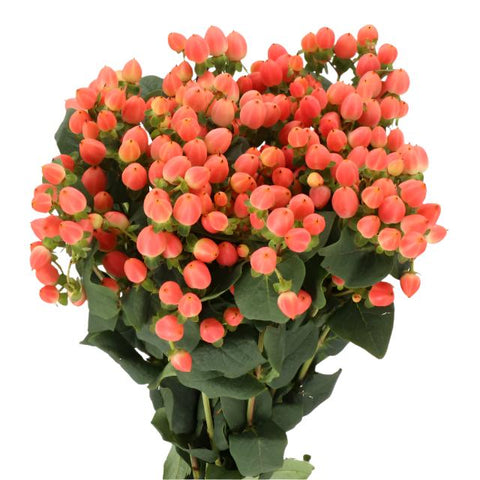 HYPERICUM - CORAL