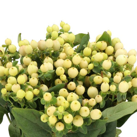 HYPERICUM - CREAM