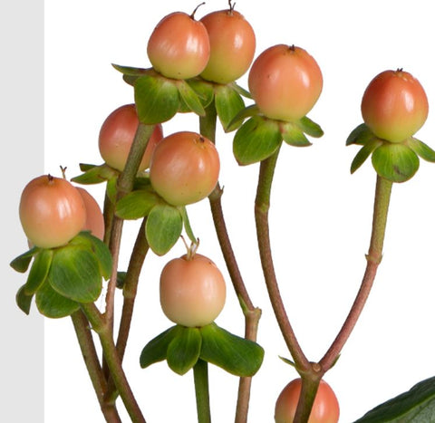 HYPERICUM - PEACH