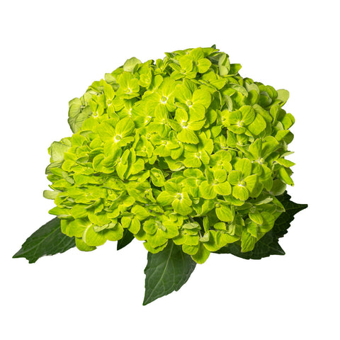 HYDRANGEA - EMERALD GREEN