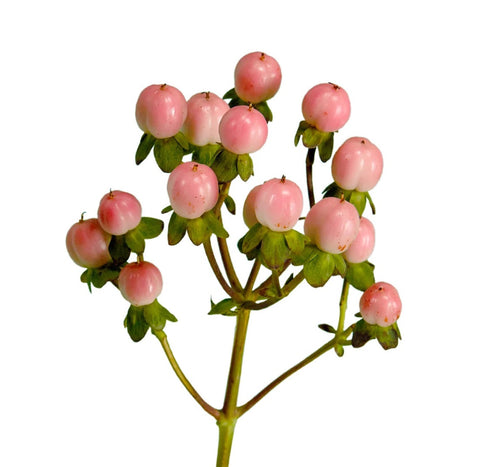 HYPERICUM - LIGHT PINK