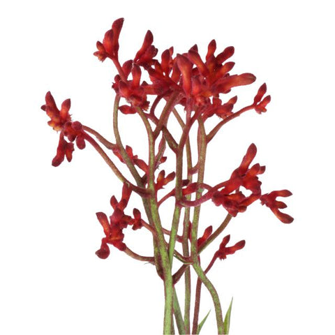 KANGAROO PAW - RED