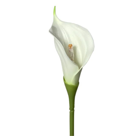 CALLA - LARGE WHITE