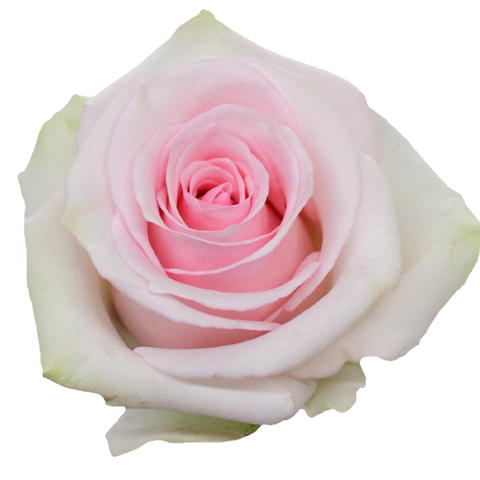 ROSE - LIGHT PINK LORRAINE