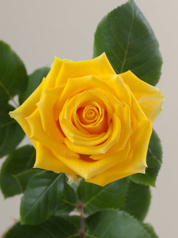 ROSE - YELLOW LIGHTHOUSE