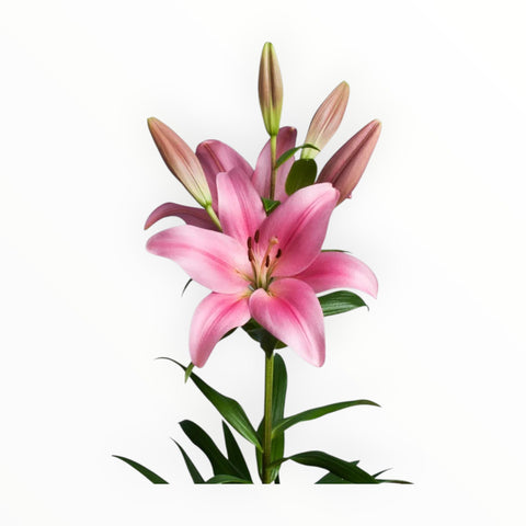 LILLIES - LA PINK