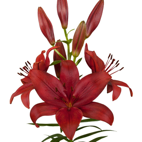 LILLIES - LA RED