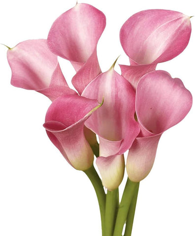 MINI CALLA - PINK