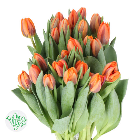 TULIPS ORANGE