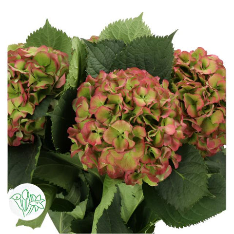 HYDRANGEA - ANTIQUE RED/GREEN