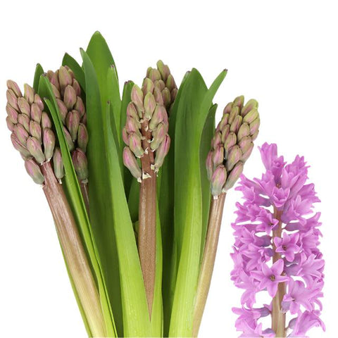 HYACINTH - LAVENDER