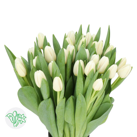 TULIPS - WHITE