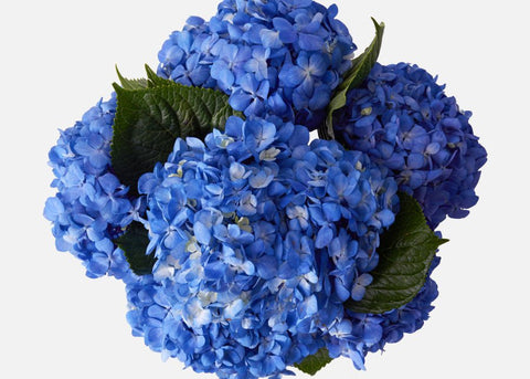 HYDRANGEA - SHOCKING BLUE (DARK BLUE)