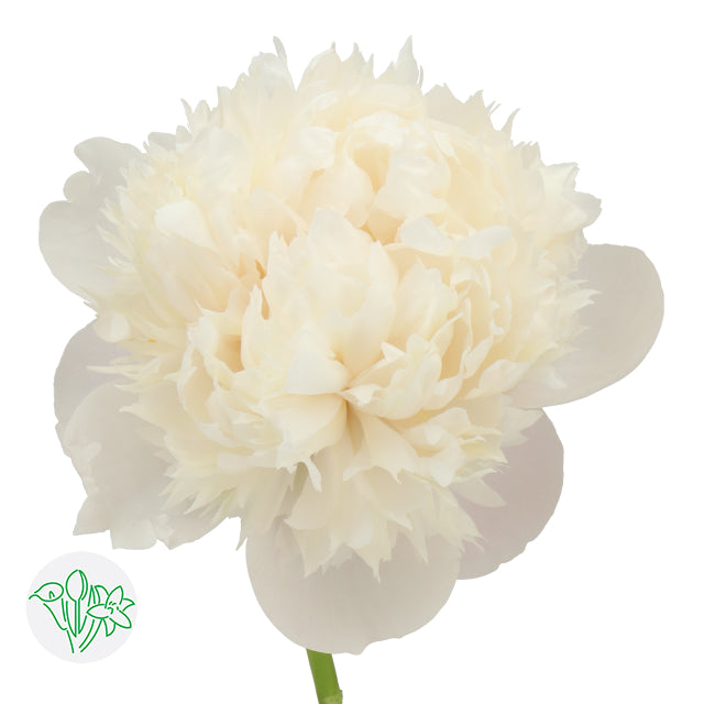 PEONY - WHITE