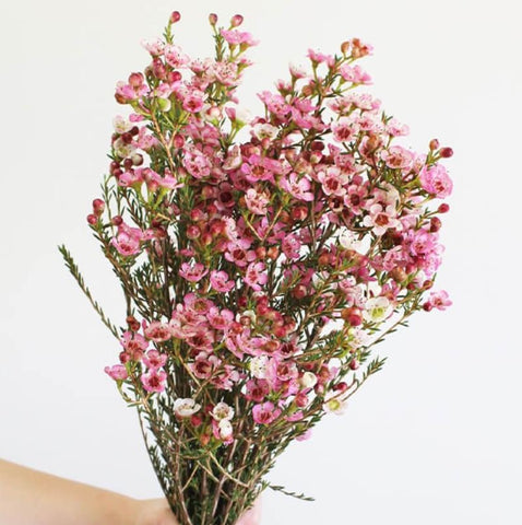 WAXFLOWER - PINK