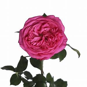 GARDEN ROSE - BARONESSE DARK PINK