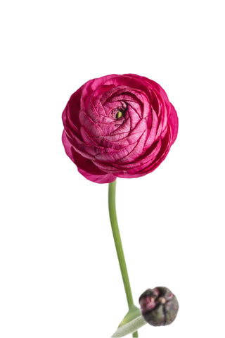 RANUNCULUS - HOT PINK