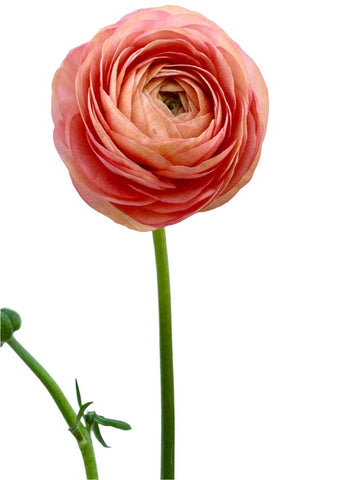 RANUNCULUS - PEACH