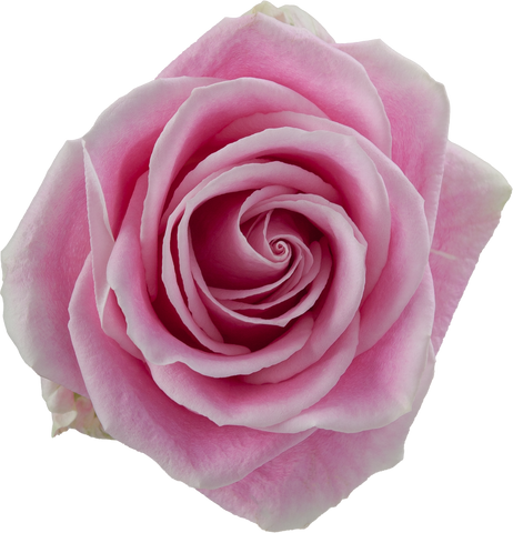 ROSE - PINK ROSITA VENDELA