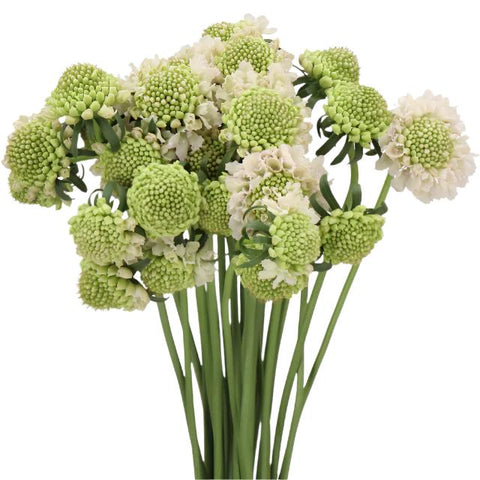 SCABIOSA - WHITE