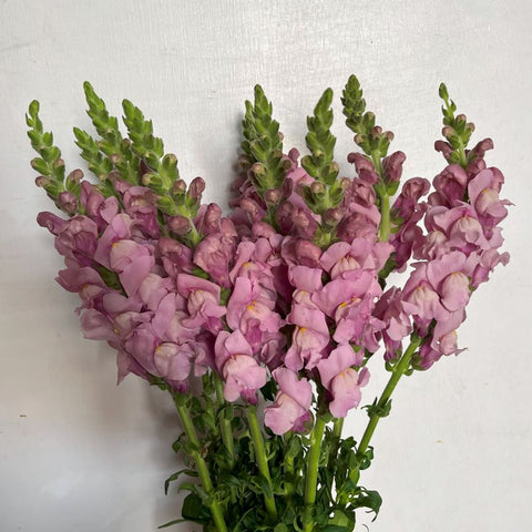 SNAPDRAGON - LAVENDER