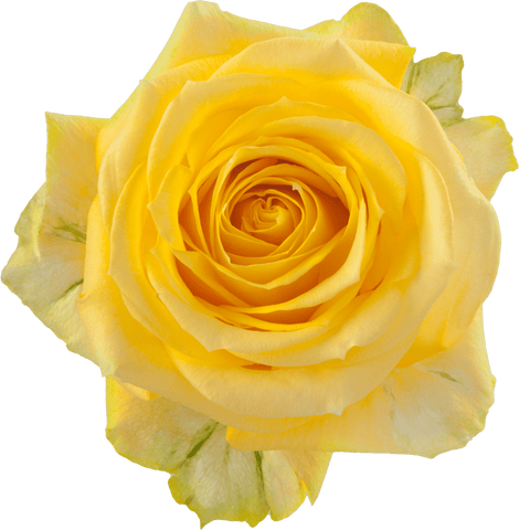 ROSE -YELLOW SUPER SUN