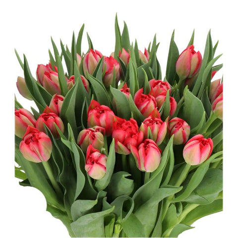 TULIPS - CORAL