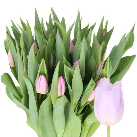 TULIPS - LAVENDER