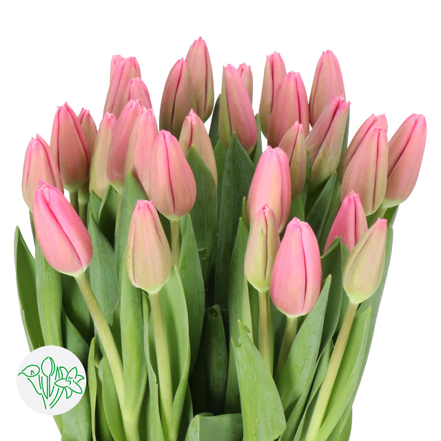 TULIPS - PINK