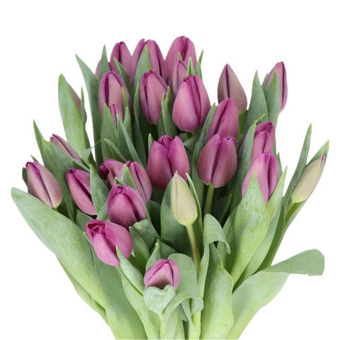 TULIPS - PURPLE