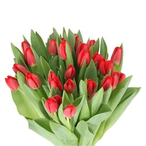 TULIPS - RED