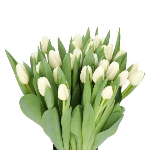 TULIPS - WHITE