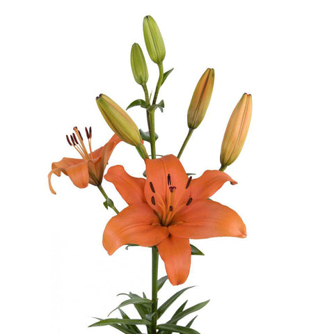 LILLIES - LA ORANGE