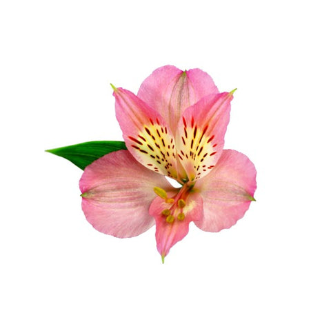 ALSTROEMERIA - PINK