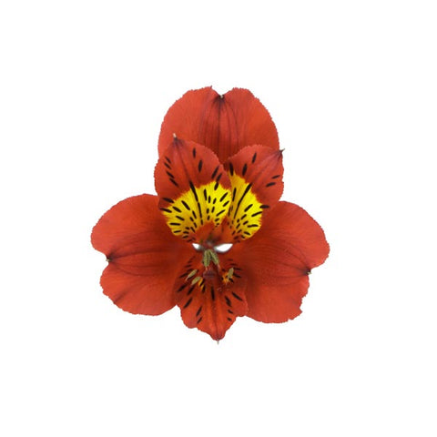 ALSTROEMERIA - ORANGE