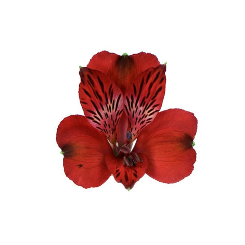 ALSTROEMERIA - RED