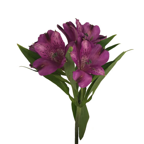 ALSTROEMERIA -PURPLE