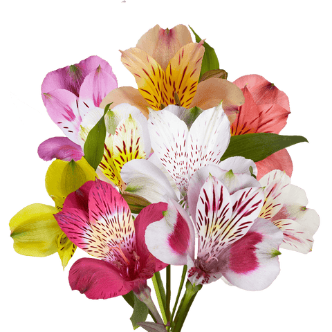 ALSTROEMERIA - ASSORTED