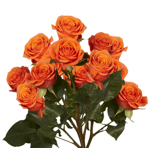 SPRAY ROSE - ORANGE