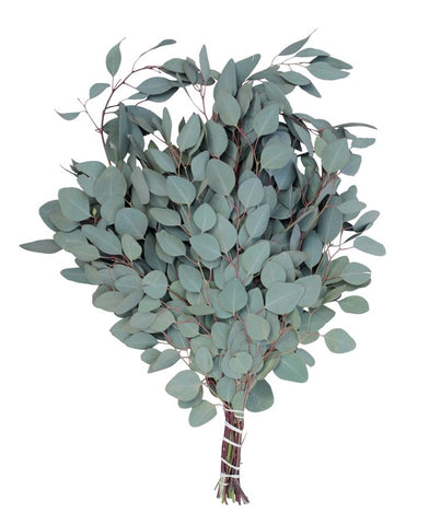 GREENERY - SILVER DOLLAR EUCALYPTUS